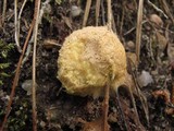 Fuligo septica image