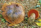 Boletus erythropus image