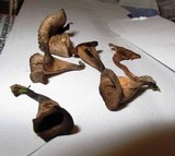 Craterellus fallax image