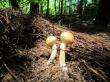 Suillus cothurnatus image