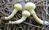Suillus cothurnatus image