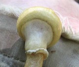 Suillus cothurnatus image