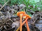 Hygrocybe miniata image