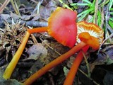 Hygrocybe miniata image