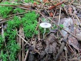 Leucocoprinus brebissonii image