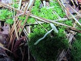 Leucocoprinus brebissonii image