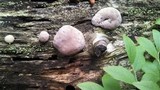 Diatrype bullata image