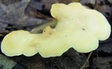 Loweomyces fractipes image