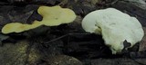 Loweomyces fractipes image