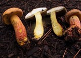 Boletus pallidoroseus image