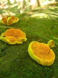 Pseudomerulius curtisii image
