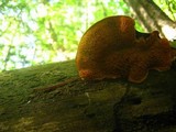 Pseudomerulius curtisii image