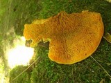 Pseudomerulius curtisii image