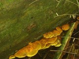Pseudomerulius curtisii image