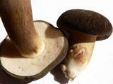 Xanthoconium affine image