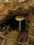 Amanita praecox image