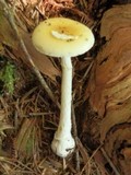 Amanita praecox image