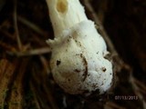 Amanita praecox image