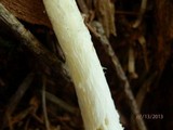 Amanita praecox image