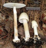 Amanita aestivalis image