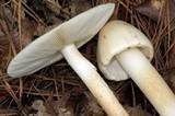 Amanita aestivalis image