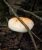 Hygrophorus pudorinus image