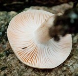 Hygrophorus pudorinus image
