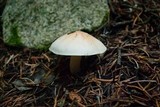 Hygrophorus pudorinus image