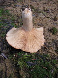 Lactarius olympianus image