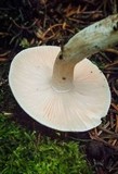 Hygrophorus pudorinus image