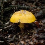 Floccularia luteovirens image