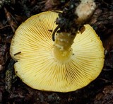 Floccularia luteovirens image