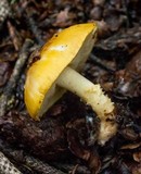 Floccularia luteovirens image