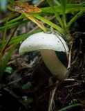 Hygrophorus chrysodon image