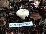 Amanita austrostraminea image