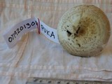 Amanita austrostraminea image
