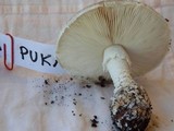 Amanita austrostraminea image