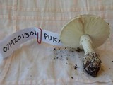 Amanita austrostraminea image