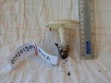 Amanita austrostraminea image