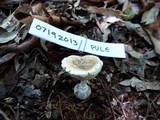 Amanita austrostraminea image