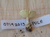 Amanita austrostraminea image