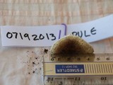 Amanita austrostraminea image