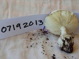 Amanita austrostraminea image