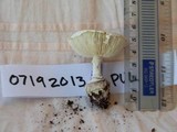 Amanita austrostraminea image