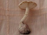 Amanita austrostraminea image