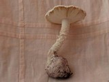 Amanita austrostraminea image