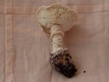 Amanita austrostraminea image