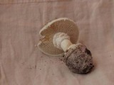 Amanita austrostraminea image
