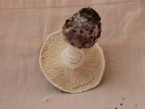 Amanita austrostraminea image
