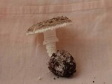 Amanita austrostraminea image